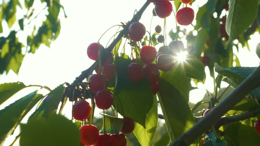 LOW ANGLE VIEW: Sun shines through the branches with plenty of ripe red cherries. Gentle wind swaying cherry treetop full of sweet and tasty fruits. Bountiful fruit harvest in orchard in early summer. Royalty-Free Stock Footage #1100578085