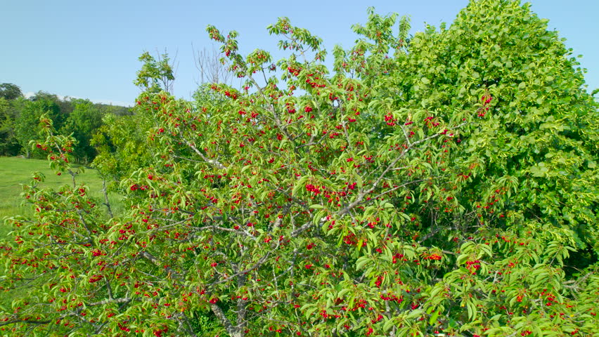 AERIAL, CLOSE UP: Sweet ripe red cherries hang from branches of lush cherry tree. Bountiful harvest of a delicious and juicy fruit in orchard at the beginning of summer. Wind swaying cherry treetop. Royalty-Free Stock Footage #1100578097