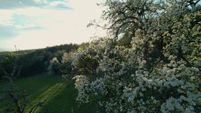 AERIAL, CLOSE UP: Spring sunbeams shine through beautiful flowering fruit tree. Delicate white flowers of blooming tree in awakening orchard. Warm temperatures in springtime bring plants back to life.