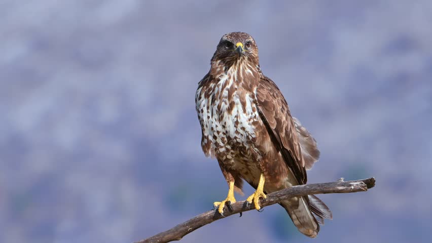 Common Buzzard (Buteo buteo) perched on a branch and screaming. Royalty-Free Stock Footage #1100578429