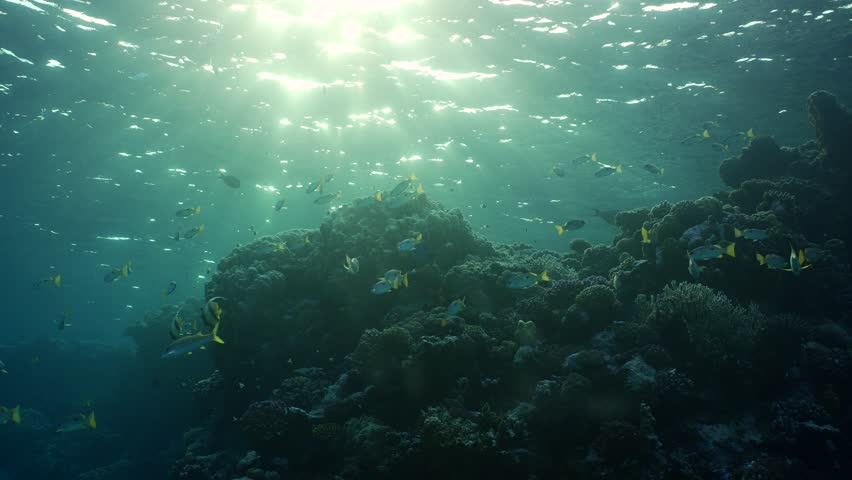 Slow motion, Life on a coral reef under sun rays at dawn. Tropical fish swims near the coral reef in the morning sunbeams at sunrise, Bucklighting (Contre-jour). | Shutterstock HD Video #1100579507