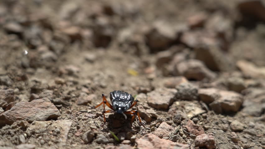 small beetle at Piedra Parada Gorge in the chubut region of Patagonia, Argentina, a popular travel destination for rock climbers.
