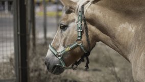 Portrait view of a spanish blonde horse walking in a stable in slow-motion.