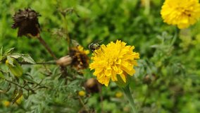 Video showing a housefly feeding on a yellow marigold flower in the garden on a hazy day against natural background