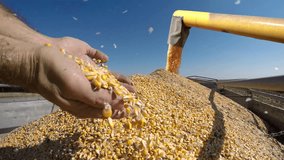 Corn Harvest. Farmer's Hands Showing Freshly Harvested Corn Grains. Combine Harvester Unloading Corn. Grain Falling from Combine Auger into Grain Truck. Hands Pouring Corn Kernels. - Powered by Shutterstock - Get 15% off with code: PIKWIZARD15