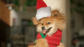 Charming dog in a Santa Claus costume is sitting in a beautiful interior. winter new year's concept. High quality 4k footage