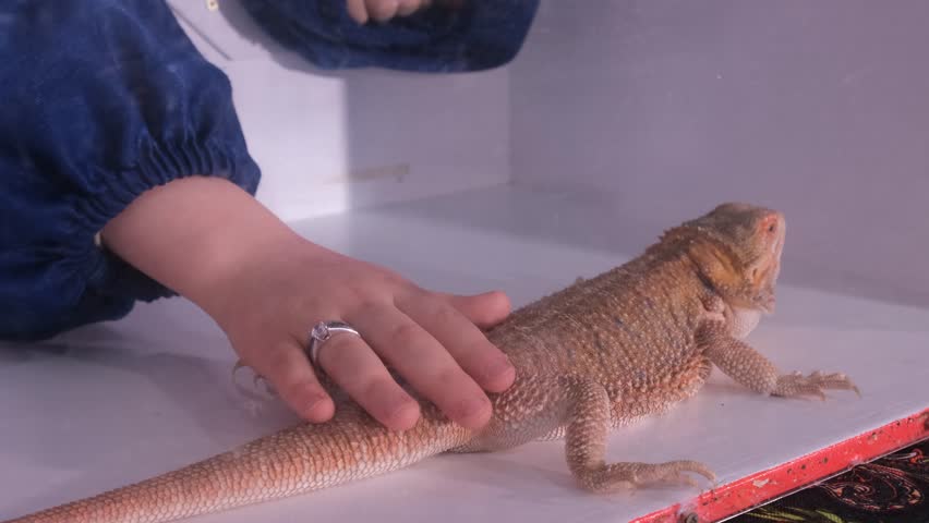 Leopard gecko lizard with tongue out licking its lips.
