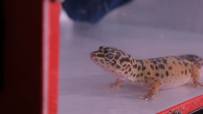 Leopard gecko lizard with tongue out licking its lips.
