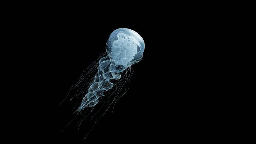 4K. blue fluorescent jellyfish swimming in deep ocean. transparent glowing jellyfish underwater shot moving in the water. marine life wallpaper background, isolated on black  | Shutterstock HD Video #1100586761