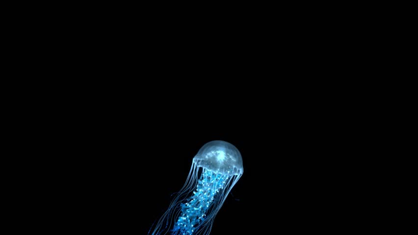 4K. blue fluorescent jellyfish swimming in deep ocean. transparent glowing jellyfish underwater shot moving in the water. marine life wallpaper background, isolated on black | Shutterstock HD Video #1100586763