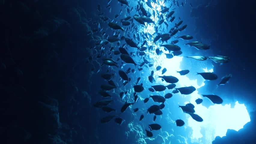 Group of Glass Fish schooling in The Canyon of Dahab in the Red Sea of Egypt . The Canyon dive site in Dahab is one of the most famous dives in Dahab for recreational and TEC divers Royalty-Free Stock Footage #1100587087