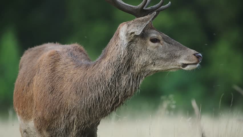 Beautiful Close Up of Wild Male Deer Eating in Woodland Forestry Location, Large Group of Flies Swarming and Flying Being Eaten By Huge Animal in Park, London, England, UK