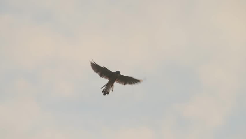 Kestrel Flying in Flight, Slow Motion Flapping Wings Bird Above Park in the Wild, Beautiful Wild Birdlife Hovering in Front of Cloudy Blue Sky Still Bird Hovering in the Sky