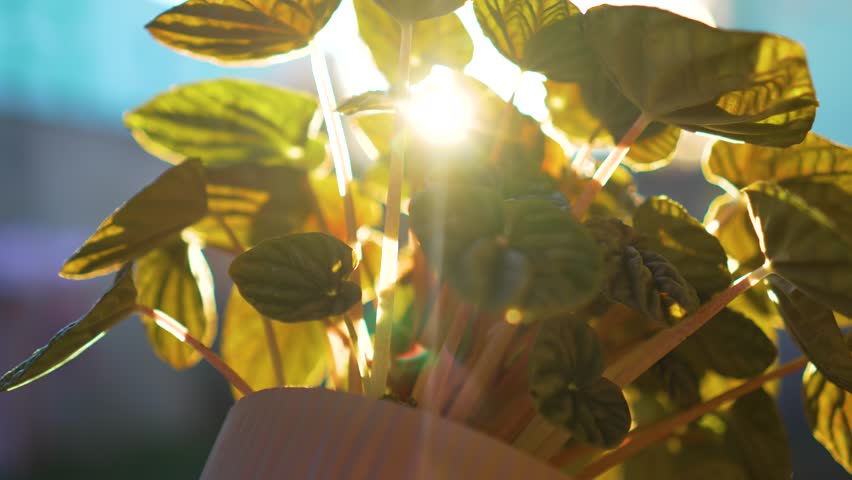 Close up of growing indoor plants at sun glare sunset, unveiling lush greenery of indoor room flowers. Home gardening concept, domestic life