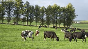 A cows on a green farm pasture. Cows on an Irish organic farm, grazing. video.