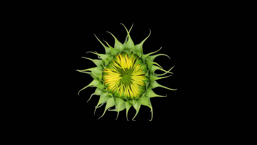 4K Time Lapse opening yellow Sunflower Head, isolated on black background. Time-lapse of beautiful Sunflower blooms. Royalty-Free Stock Footage #1100589673