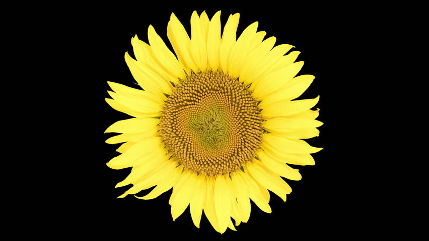 4K Time Lapse opening yellow Sunflower Head, isolated on black background. Time-lapse of beautiful Sunflower blooms.