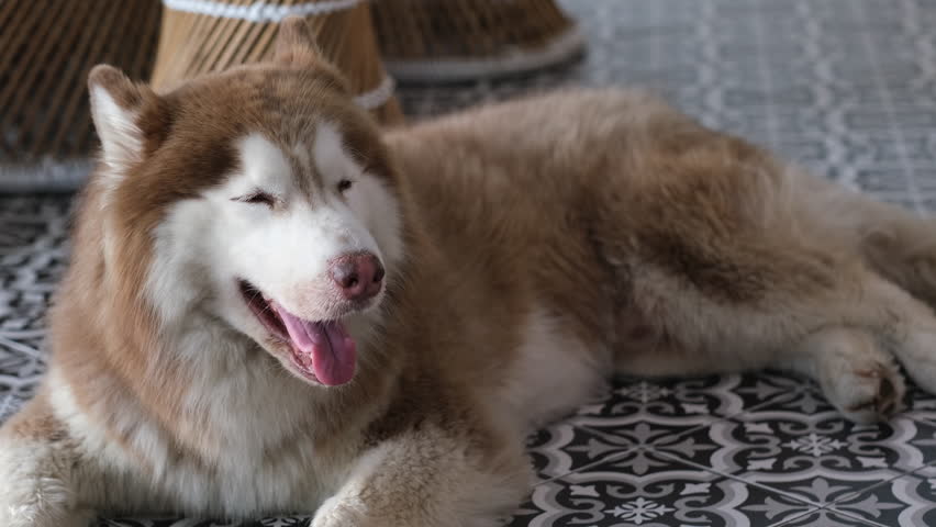 Pedigree brown malamute dog lies on tile floor. Dog sticking out tongue.