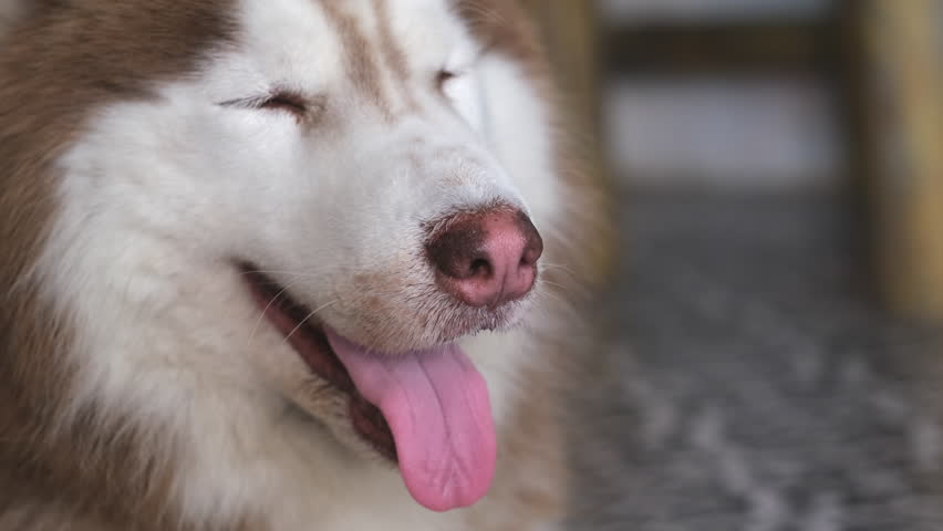 Pedigree brown malamute dog lies on tile floor. Dog sticking out tongue.