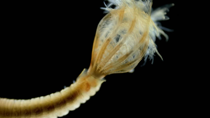 Worm Polychaeta, family Sabellidae under a microscope. Filter feeders, live in calcareous tubular shells. Possibly genus Euchone. Barents sea