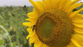 Beautiful bee flying and collecting honey from a sunflower close-up video. Bumble bee and flower footage with green background. Beautiful yellow sunflower garden and pollination video.