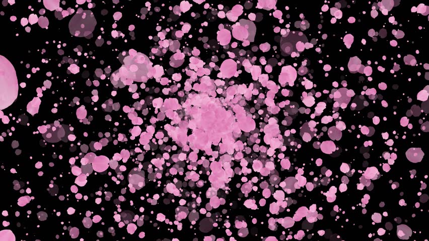 Pink cherry blossoms explosion. Spring overlay. Isolated natural flowers. Easter. Black screen. 23,98fps | Shutterstock HD Video #1100593343