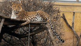 Close-Up of a Powerful and Beautiful Leopard Resting Calmly While Looking Directly at the Camera in 4K – Majestic Big Cat, Stunning Eyes and Elegant Fur Pattern. Stock Video  - Powered by Shutterstock - Get 15% off with code: PIKWIZARD15