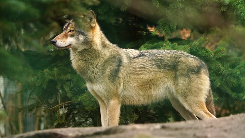 Video of Grey wolf in zoo | Shutterstock HD Video #1100594071