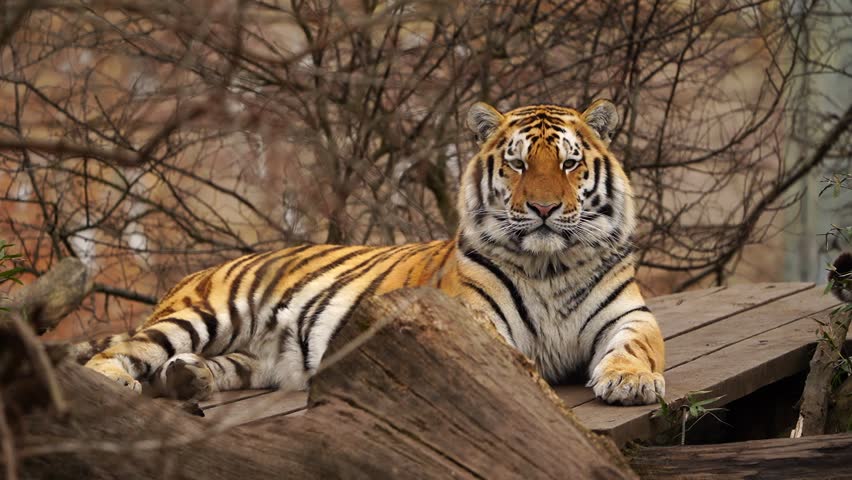 Siberian tiger is resting in zoo | Shutterstock HD Video #1100594085