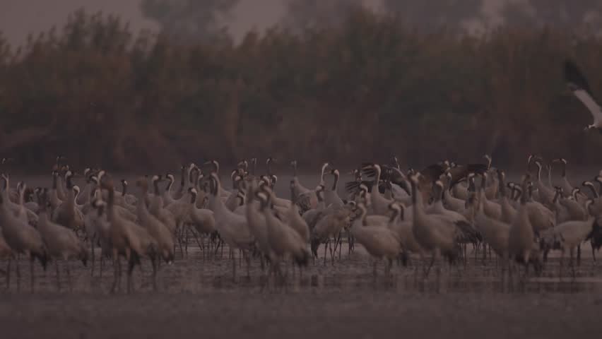 Thousands Of Crane Bird At Lake Slow Motion Cranes Migration Central Europe