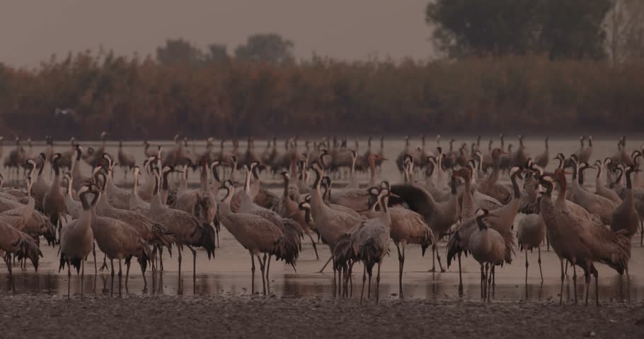 Thousands Of Crane Bird At Lake