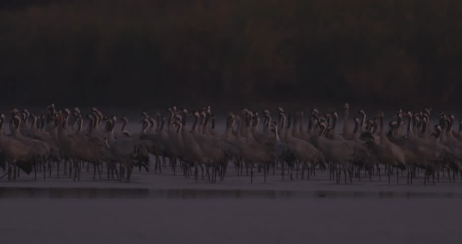 Thousands Of Crane Bird At Lake Central Europe Cranes Migration