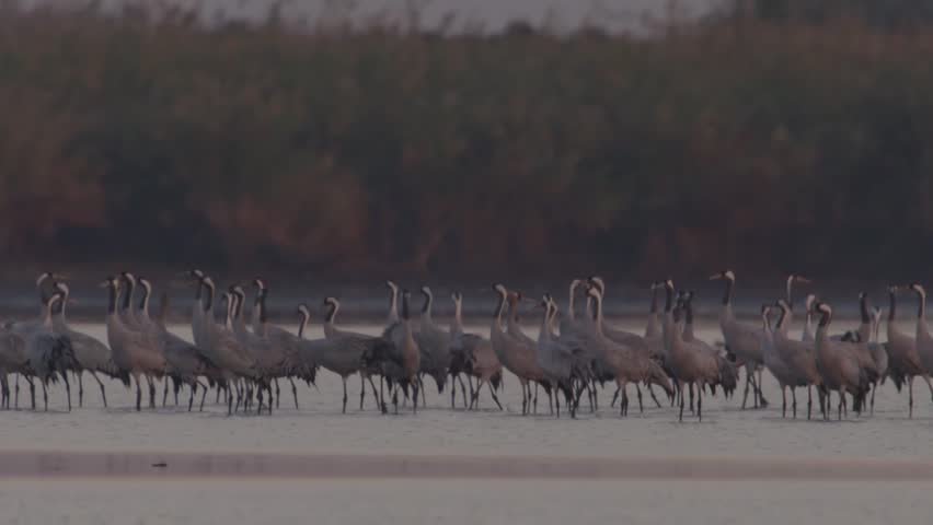 Thousands Of Crane Bird At Lake. Cranes Migration Central Europe