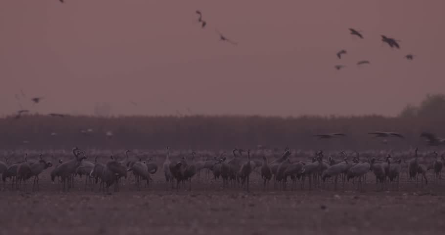 Thousands Of Crane Bird At Filed