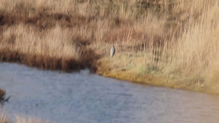 Grey Heron (Ardea cinerea)  is a long-legged wading bird of the heron family, Ardeidae, native throughout temperate Europe and Asia and also parts of Africa.