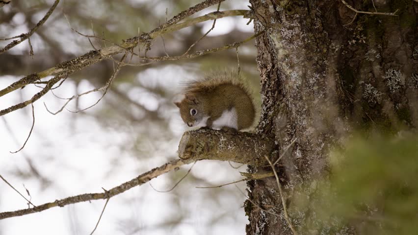 A cold squirrel sitting on a tree branch. 