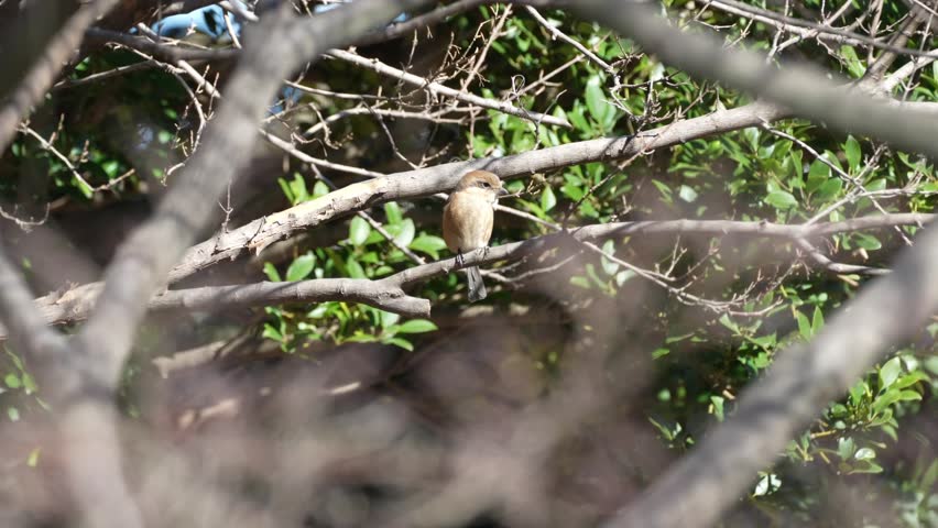 black faced bunting is on a branch