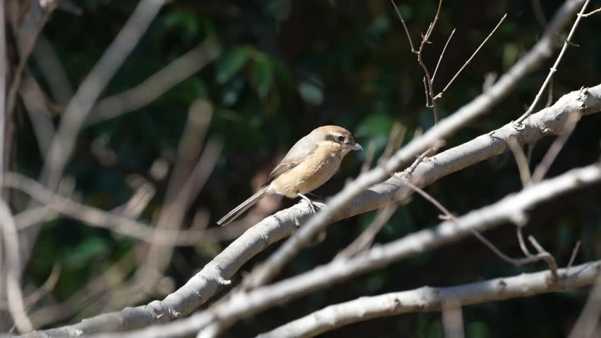 black faced bunting is on a branch