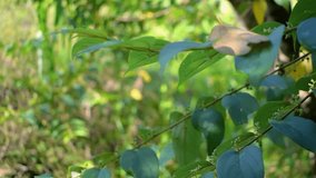 close up small tree branch video clip in small jungle, nature, rajitha amjith, Sri Lanka