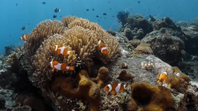 False Clown Anemonefish. (Western Clownfish) Amphiprion ocellaris in an anemone. The underwater world of Bali. 4k video.