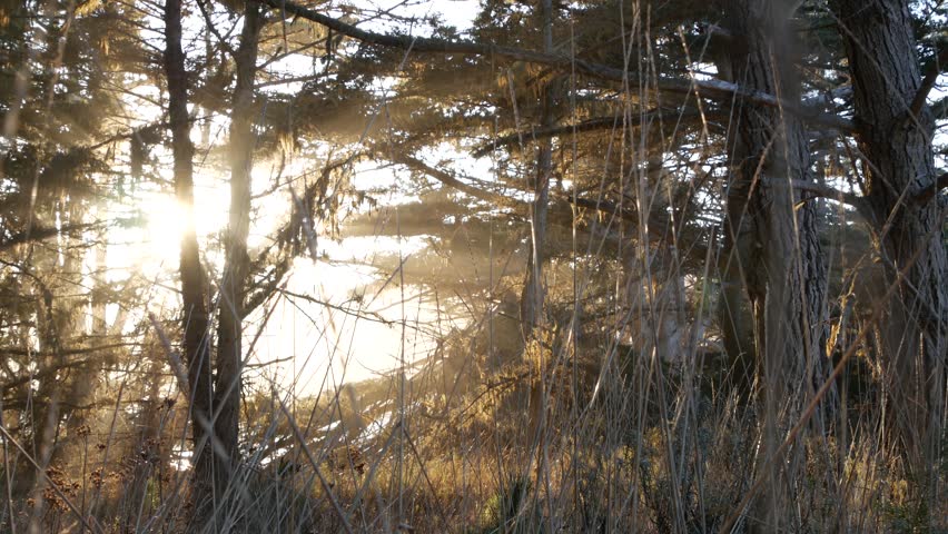 Lace lichen moss hanging, trees in sunlit forest. Surreal wood, fairy old grove or fantasy woodland. Parasite mushroom or fungus. Sun flare, sunlight rays. Point Lobos, Monterey flora, California, USA