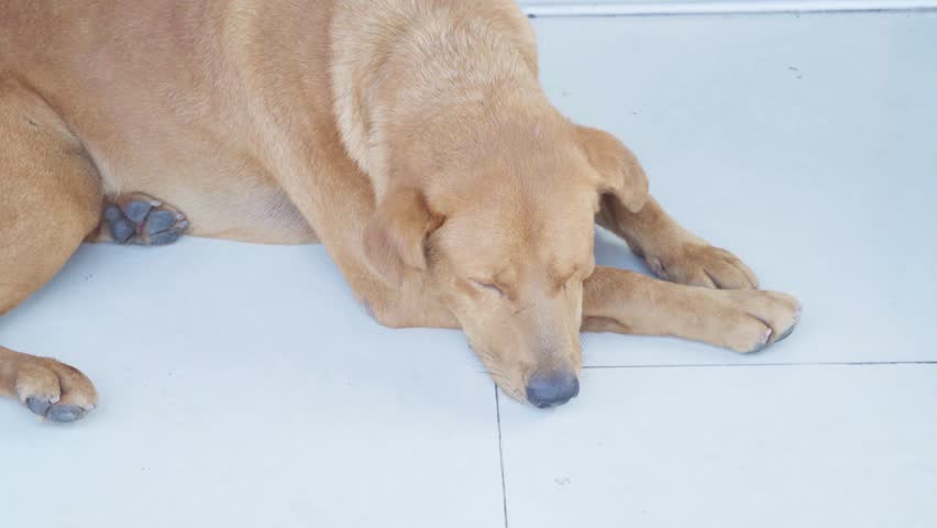 Brown dog lying on the tiled floor during daytime