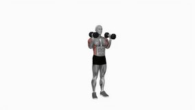 Dumbbell Alternate Side Press fitness exercise workout animation male muscle highlight demonstration at 4K resolution 60 fps crisp quality for websites, apps, blogs, social media etc.