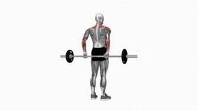 Barbell rear delt raise fitness exercise workout animation male muscle highlight demonstration at 4K resolution 60 fps crisp quality for websites, apps, blogs, social media etc.