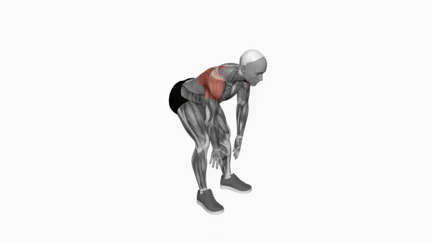 bodyweight bent over rear delt fly fitness exercise workout animation male muscle highlight demonstration at 4K resolution 60 fps crisp quality for websites, apps, blogs, social media etc.