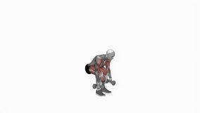 Dumbbell Hang Power Clean fitness exercise workout animation male muscle highlight demonstration at 4K resolution 60 fps crisp quality for websites, apps, blogs, social media etc.