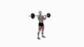 Barbell Thruster powerlifting fitness exercise workout animation male muscle highlight demonstration at 4K resolution 60 fps crisp quality for websites, apps, blogs, social media etc.