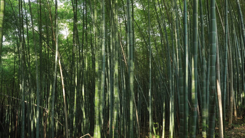 Timelapse In Bamboo Grove. Beautiful Landscape. Lights And Shadows Movement. Bright Green Colors. Timelapse, Time-lapse.