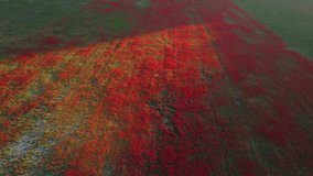 Drone flying over a poppy field. Footage. Beautiful red flowers on a green blooming field in the rays of the evening setting sun