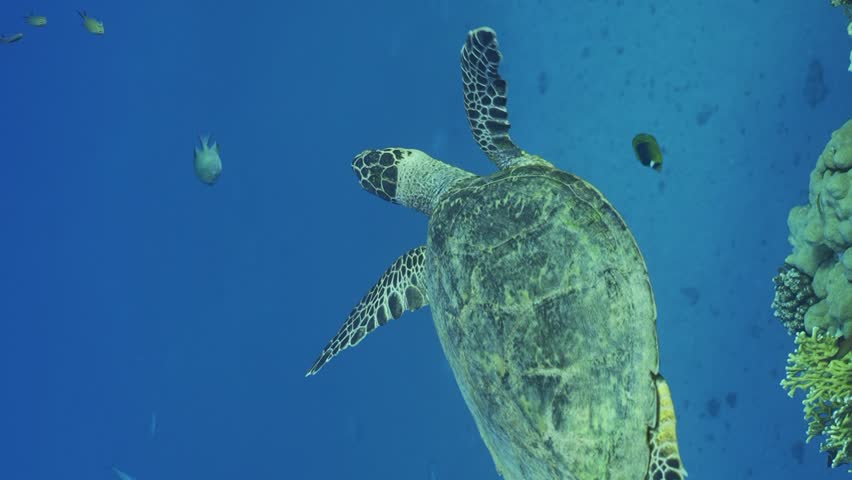 Vertical video, Close-up of Sea Turtle floating in the blue water on suny day. Slow motion, Portrait of Hawksbill Sea Turtle or Bissa (Eretmochelys imbricata) swimming in the blue Ocean in sunrays | Shutterstock HD Video #1100612003